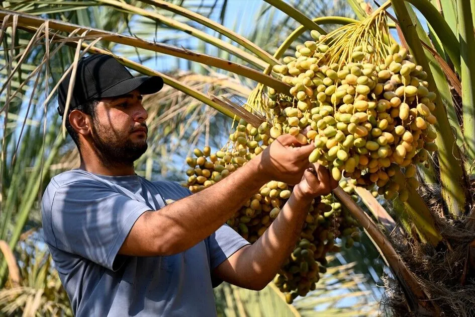 موسم جني التمور في العراق